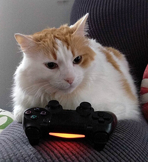 Cat sitting behind a video game controller